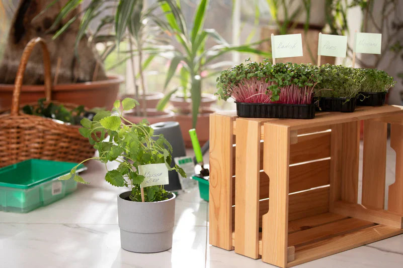 Best Indoor Plants for Air Purification