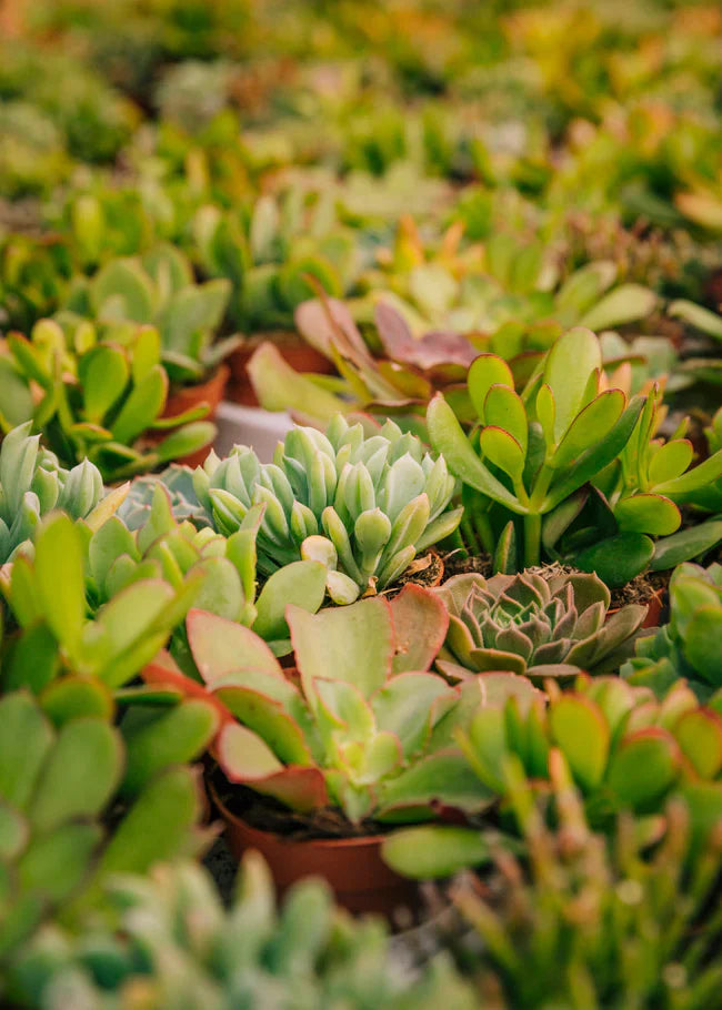 Top 10 Indoor Plants for Indian Homes