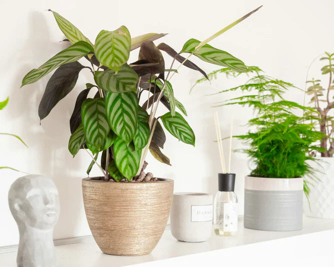 How to Care for Indoor Plants – A Beginner’s Guide