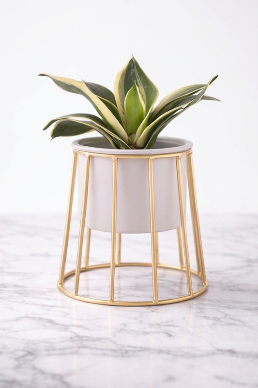 The Artisan Cylinder