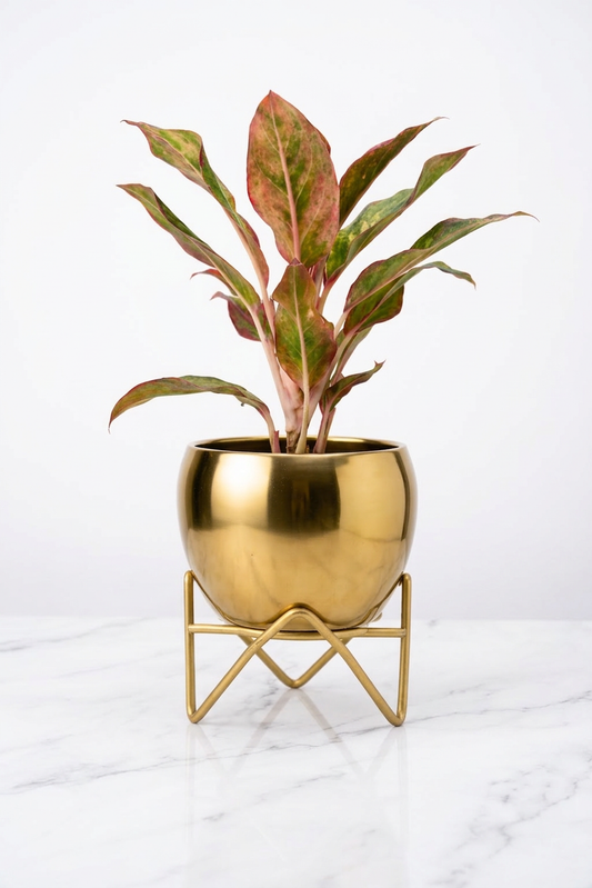 The Blush Globe
